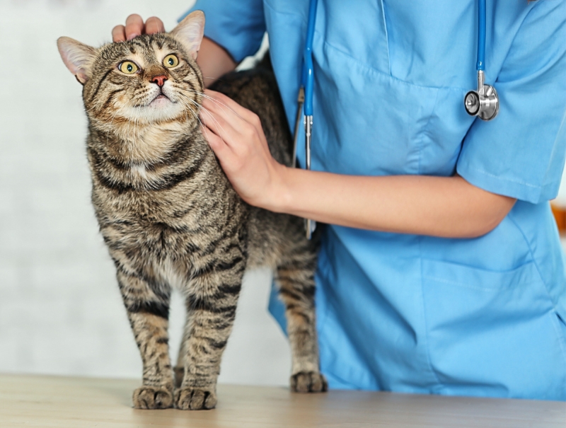 Veterinary Jobs in Aiken