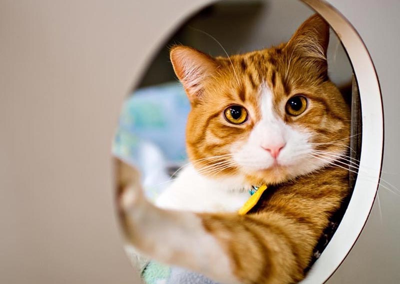 Aiken Veterinary Care for Cats